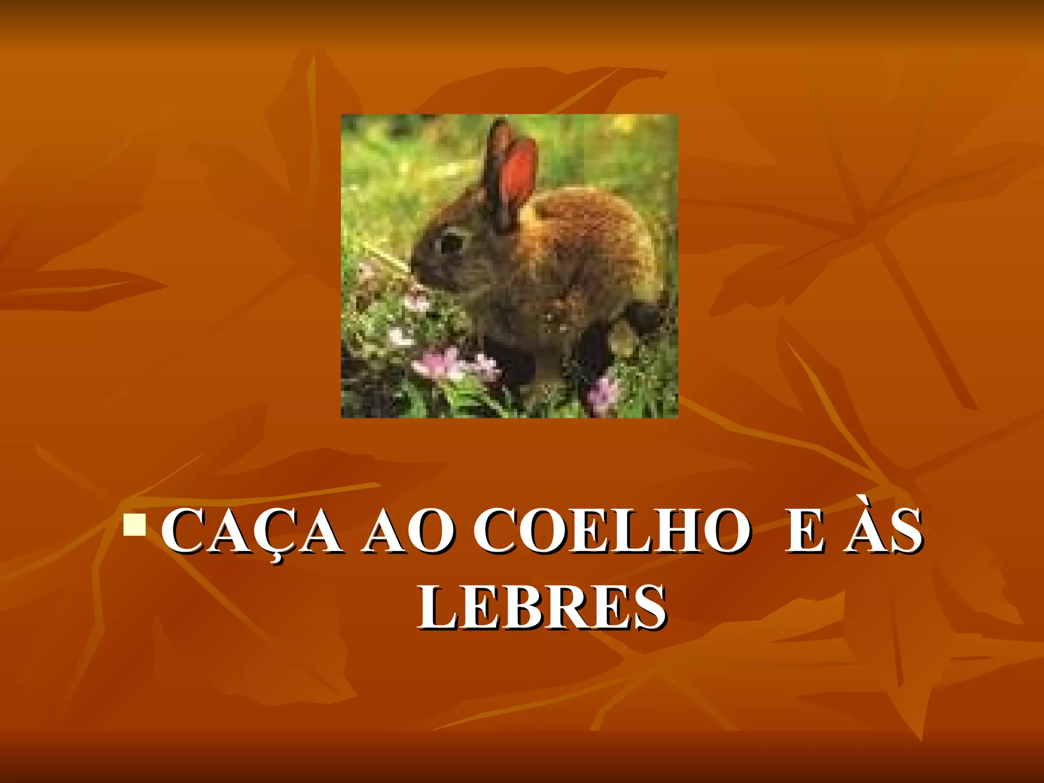 CAÇA AO COELHO  E ÀS LEBRES 