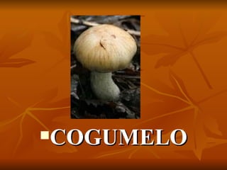 COGUMELO 