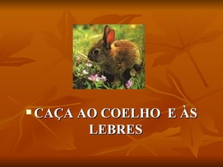 CAÇA AO COELHO  E ÀS LEBRES 