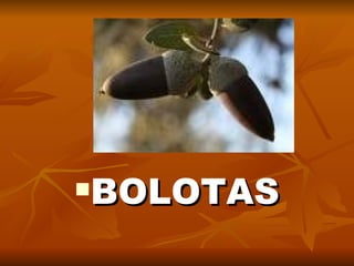 BOLOTAS 