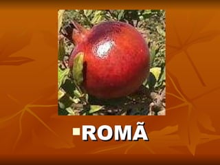 ROMÃ 