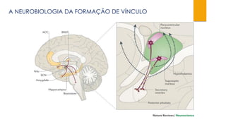 A NEUROBIOLOGIA DA FORMAÇÃO DE VÍNCULO
 