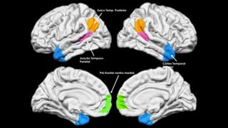 Córtex Temporal
Anterior
Sulco Temp. Posterior
Junção Temporo-
Parietal
Pré-frontal ventro-medial
 