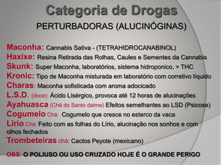 Categoria de Drogas
PERTURBADORAS (ALUCINÓGINAS)
Maconha: Cannabis Sativa - (TETRAHIDROCANABINOL)
Haxixe: Resina Retirada das Rolhas, Caules e Sementes da Cannabis
Skunk: Super Maconha, laboratórios, sistema hidroponico, > THC
Kronic: Tipo de Maconha misturada em laboratório com corretivo líquido
Charas: Maconha sofisticada com aroma adocicado
L.S.D. (doce): Ácido Lisérgico, provoca até 12 horas de alucinações
Ayahuasca (Chá do Santo daime) Efeitos semelhantes ao LSD (Psicose)
Cogumelo Chá: Cogumelo que cresce no esterco da vaca
Lírio Chá: Feito com as folhas do Lírio, alucinação nos sonhos e com
olhos fechados
Trombeteiras chá: Cactos Peyote (mexicano)
OBS: O POLIUSO OU USO CRUZADO HOJE É O GRANDE PERIGO
 