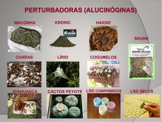 PERTURBADORAS (ALUCINÓGINAS)
MACONHA KRONIC HAXIXE
SKUNK
CHARAS LÍRIO COGUMELOS
AYAHUASCA CACTOS PEYOTE LSD COMPRIMIDOS LSD SELOS
 