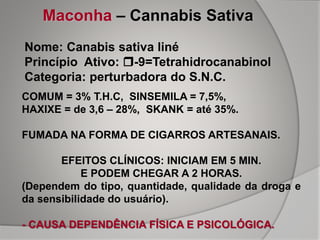 Maconha – Cannabis Sativa
COMUM = 3% T.H.C, SINSEMILA = 7,5%,
HAXIXE = de 3,6 – 28%, SKANK = até 35%.
FUMADA NA FORMA DE CIGARROS ARTESANAIS.
EFEITOS CLÍNICOS: INICIAM EM 5 MIN.
E PODEM CHEGAR A 2 HORAS.
(Dependem do tipo, quantidade, qualidade da droga e
da sensibilidade do usuário).
- CAUSA DEPENDÊNCIA FÍSICA E PSICOLÓGICA.
Nome: Canabis sativa liné
Princípio Ativo: -9=Tetrahidrocanabinol
Categoria: perturbadora do S.N.C.
 