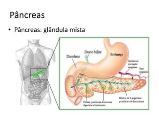 Pâncreas
• Pâncreas: glândula mista
 