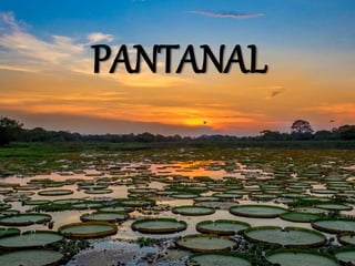 PANTANAL
 
