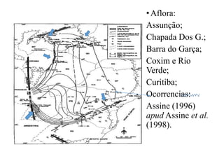 • Aflora:
Assunção;
Chapada Dos G.;
Barra do Garça;
Coxim e Rio
Verde;
Curitiba;
Ocorrencias:
Assine (1996)
apud Assine et al.
(1998).

 