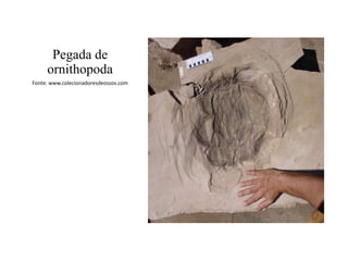 Pegada de
ornithopoda
Fonte: www.colecionadoresdeossos.com

 