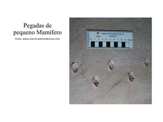 Pegadas de
pequeno Mamífero
Fonte: www.colecionadoresdeossos.com

 