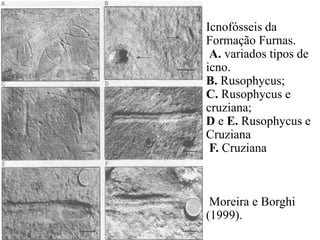 Icnofósseis da
Formação Furnas.
A. variados tipos de
icno.
B. Rusophycus;
C. Rusophycus e
cruziana;
D e E. Rusophycus e
Cruziana
F. Cruziana

Moreira e Borghi
(1999).

 