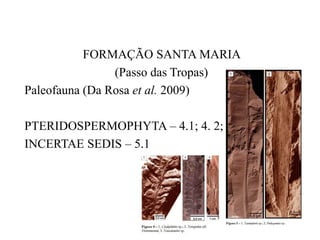 FORMAÇÃO SANTA MARIA
(Passo das Tropas)
Paleofauna (Da Rosa et al. 2009)
PTERIDOSPERMOPHYTA – 4.1; 4. 2; 4.3; 5. 2
INCERTAE SEDIS – 5.1

 