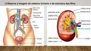  Observe a imagem do sistema Urinário e da estrutura dos Rins:
 