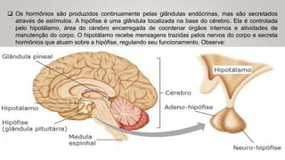  Os hormônios são produzidos continuamente pelas glândulas endócrinas, mas são secretados
através de estímulos. A hipófise é uma glândula localizada na base do cérebro. Ela é controlada
pelo hipotálamo, área do cérebro encarregada de coordenar órgãos internos e atividades de
manutenção do corpo. O hipotálamo recebe mensagens trazidas pelos nervos do corpo e secreta
hormônios que atuam sobre a hipófise, regulando seu funcionamento. Observe:
 