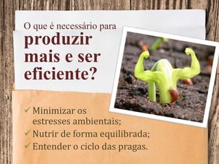 O que é necessário para
produzir
mais e ser
eficiente?
Minimizar os
estresses ambientais;
Nutrir de forma equilibrada;
Entender o ciclo das pragas.
 