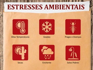 ESTRESSES AMBIENTAIS
Altas Temperaturas Geadas Pragas e Doenças
Secas Enchente Solos Pobres
 