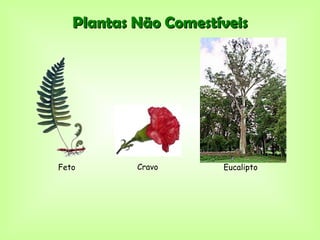 Plantas Não Comestíveis




Feto       Cravo      Eucalipto
 