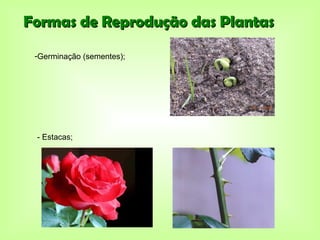 Formas de Reprodução das Plantas
 -Germinação (sementes);




 - Estacas;
 