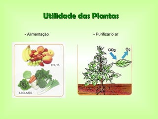 Utilidade das Plantas

- Alimentação         - Purificar o ar
 