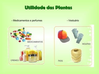 Utilidade das Plantas

- Medicamentos e perfumes   - Vestuário
 