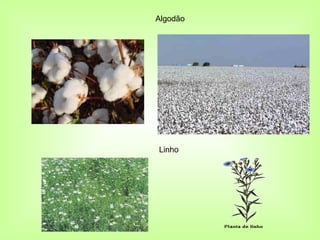Algodão




Linho
 