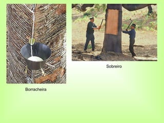 Sobreiro




Borracheira
 