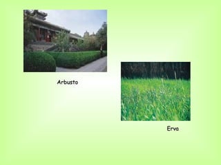 Arbusto




          Erva
 