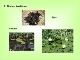 2. Plantas Aquáticas:



                        Algas




    Nenúfar
 