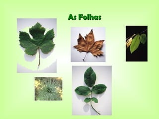 As Folhas
 