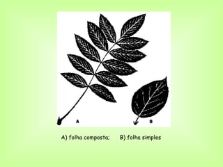 A) folha composta;   B) folha simples
 
