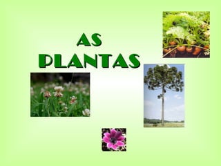 AS
PLANTAS
 