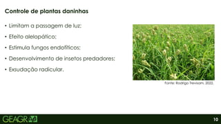 10
• Limitam a passagem de luz;
• Efeito alelopático;
• Estimula fungos endofíticos;
• Desenvolvimento de insetos predadores;
• Exsudação radicular.
Controle de plantas daninhas
Fonte: Rodrigo Trevisam, 2022.
 