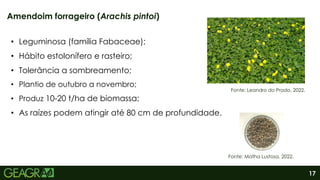 17
Amendoim forrageiro (Arachis pintoi)
Fonte: Leandro do Prado, 2022.
• Leguminosa (família Fabaceae);
• Hábito estolonífero e rasteiro;
• Tolerância a sombreamento;
• Plantio de outubro a novembro;
• Produz 10-20 t/ha de biomassa;
• As raízes podem atingir até 80 cm de profundidade.
Fonte: Matha Lustosa, 2022.
 