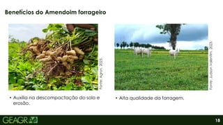 18
Benefícios do Amendoim forrageiro
• Alta qualidade da forragem.
• Auxilia na descompactação do solo e
erosão.
Fonte:
Judson
Valentim,
2023.
Fonte:
Agron,
2023.
 