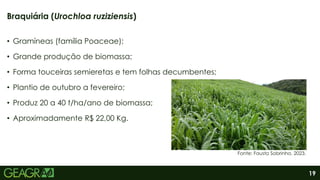19
• Gramíneas (família Poaceae);
• Grande produção de biomassa;
• Forma touceiras semieretas e tem folhas decumbentes;
• Plantio de outubro a fevereiro;
• Produz 20 a 40 t/ha/ano de biomassa;
• Aproximadamente R$ 22,00 Kg.
Braquiária (Urochloa ruziziensis)
Fonte: Fausto Sobrinho, 2023.
 