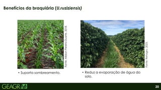 20
Benefícios da braquiária (U.ruziziensis)
• Suporta sombreamento. • Reduz a evaporação de água do
solo.
Fonte:
Rehagro,
2023.
Fonte:
Aildson
Pereira
Duarte,
2018.
 