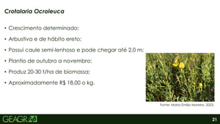 21
• Crescimento determinado;
• Arbustiva e de hábito ereto;
• Possui caule semi-lenhoso e pode chegar até 2,0 m;
• Plantio de outubro a novembro;
• Produz 20-30 t/ha de biomassa;
• Aproximadamente R$ 18,00 o kg.
Crotalaria Ocroleuca
Fonte: Maria Emilia Moreira, 2023.
 