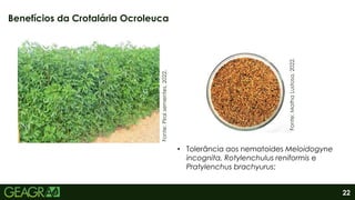 22
Fonte:
Matha
Lustosa,
2022.
Benefícios da Crotalária Ocroleuca
Fonte:
Pirai
sementes,
2022.
• Tolerância aos nematoides Meloidogyne
incognita, Rotylenchulus reniformis e
Pratylenchus brachyurus;
 