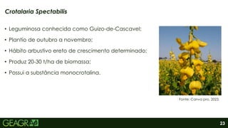 23
• Leguminosa conhecida como Guizo-de-Cascavel;
• Plantio de outubro a novembro;
• Hábito arbustivo ereto de crescimento determinado;
• Produz 20-30 t/ha de biomassa;
• Possui a substância monocrotalina.
Crotalaria Spectabilis
Fonte: Canva pro, 2023.
 
