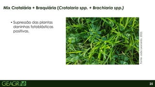 25
Mix Crotalária + Braquiária (Crotalaria spp. + Brachiaria spp.)
Fonte:
João
Leonardo,
2022.
• Supressão das plantas
daninhas fotoblásticas
positivas.
Fonte:
João
Leonardo,
2022.
 