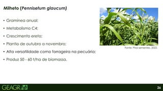 26
• Gramínea anual;
• Metabolismo C4;
• Crescimento ereto;
• Plantio de outubro a novembro;
• Alta versatilidade como forrageira na pecuária;
• Produz 50 - 60 t/ha de biomassa.
Milheto (Pennisetum glaucum)
Fonte: Pirai sementes, 2022.
 
