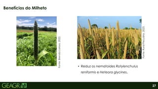 27
• Reduz os nematoides Rotylenchulus
reniformis e Heteora glycines.
Benefícios do Milheto
Fonte:
Brenda
Larissa,
2022.
Fonte:
Rural
Pecuária,
2023.
 