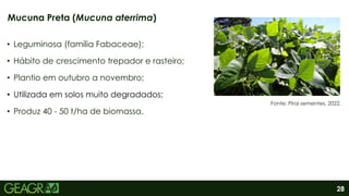 28
• Leguminosa (família Fabaceae);
• Hábito de crescimento trepador e rasteiro;
• Plantio em outubro a novembro;
• Utilizada em solos muito degradados;
• Produz 40 - 50 t/ha de biomassa.
Mucuna Preta (Mucuna aterrima)
Fonte: Pirai sementes, 2022.
 