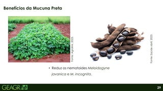 29
• Reduz os nematoides Meloidogyne
javanica e M. incognita.
Benefícios da Mucuna Preta
Fonte:
Saúde
abril,
2023.
Fonte:
Agrolink,
2023.
 