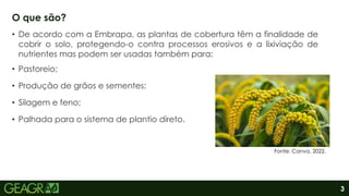 3
• De acordo com a Embrapa, as plantas de cobertura têm a finalidade de
cobrir o solo, protegendo-o contra processos erosivos e a lixiviação de
nutrientes mas podem ser usadas também para:
• Pastoreio;
• Produção de grãos e sementes;
• Silagem e feno;
• Palhada para o sistema de plantio direto.
O que são?
Fonte: Canva, 2022.
 
