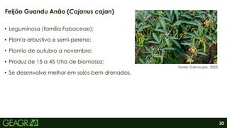 30
• Leguminosa (família Fabaceae);
• Planta arbustiva e semi-perene;
• Plantio de outubro a novembro;
• Produz de 15 a 45 t/ha de biomassa;
• Se desenvolve melhor em solos bem drenados.
Feijão Guandu Anão (Cajanus cajan)
Fonte: Canva pro, 2023.
 
