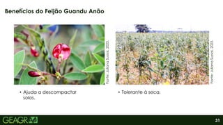 31
Benefícios do Feijão Guandu Anão
Fonte:
Juliana
Sussai,
2023.
Fonte:
Juliana
Sussai,
2023.
• Ajuda a descompactar
solos.
• Tolerante à seca.
 