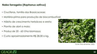 33
• Crucíferas, família das Brassicaceae;
• Matéria-prima para produção de biocombustível;
• Hábito de crescimento herbáceo e ereto;
• Plantio de abril a maio;
• Produz de 20 - 65 t/ha biomassa;
• Custa aproximadamente R$ 28,00 o kg.
Nabo forrageiro (Raphanus sativus)
Fonte: Pirai sementes, 2022.
 