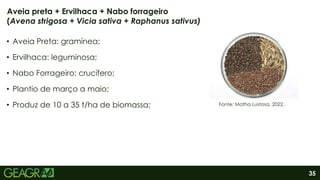 35
• Aveia Preta: gramínea;
• Ervilhaca: leguminosa;
• Nabo Forrageiro: crucífero;
• Plantio de março a maio;
• Produz de 10 a 35 t/ha de biomassa;
Aveia preta + Ervilhaca + Nabo forrageiro
(Avena strigosa + Vicia sativa + Raphanus sativus)
Fonte: Matha Lustosa, 2022.
 